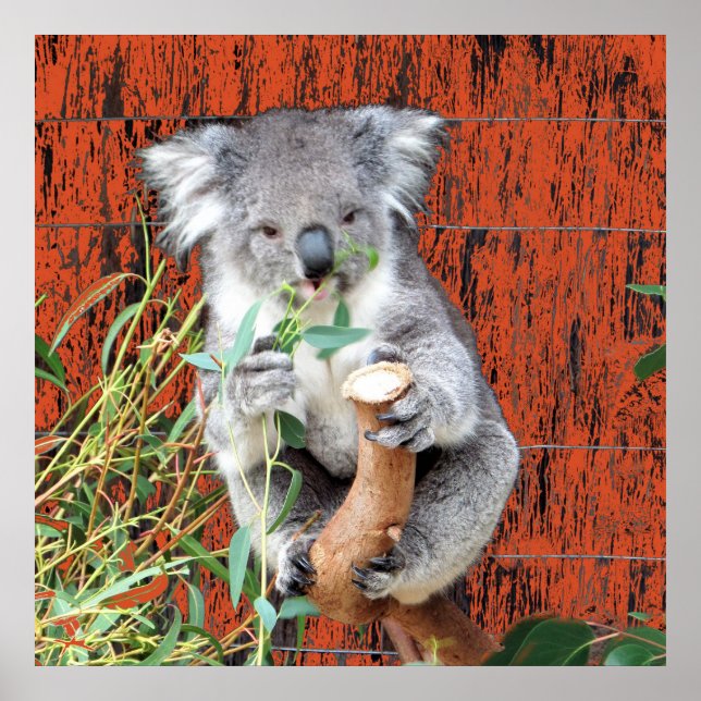 Koala Snack Time Poster (Frente)