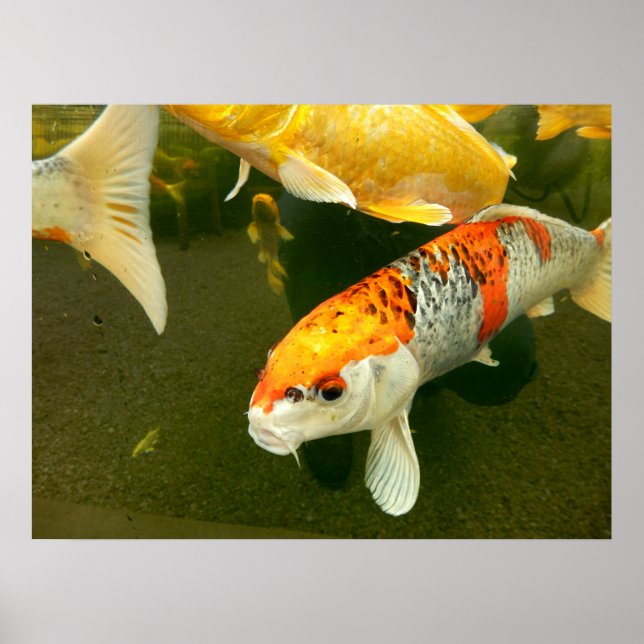 Koi Carp Poster (Frente)