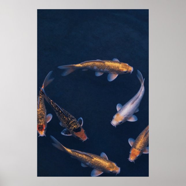 Koi Fish in Deep Blue Water Zen Poster (Frente)