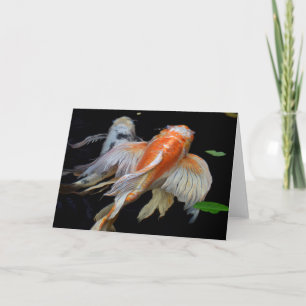 Koi Pacífico Fotografia de Peixes Koi em Cartão