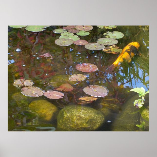 Koi Pond Poster (Frente)