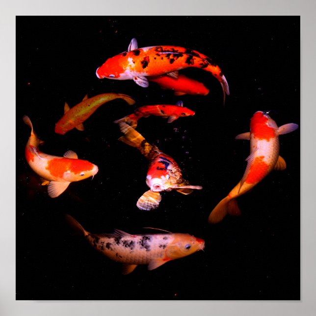 Koi Poster (Frente)