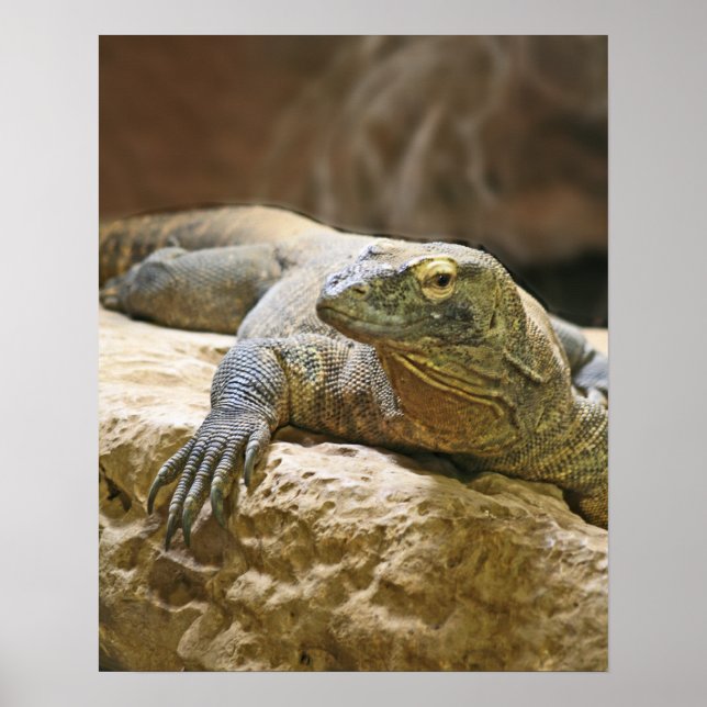 Komodo Dragon Poster (Frente)