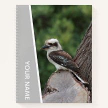 Kookaburra Austrália Pássaro Risonho, Prata