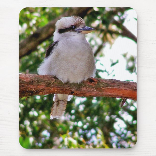 Kookaburra Bird em um galho de árvore Mousepad (Frente)