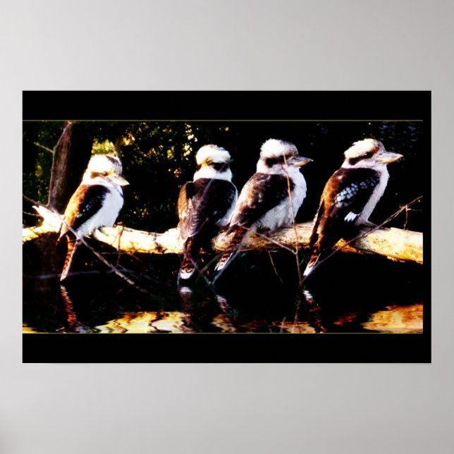 Kookaburra Choir Poster (Frente)