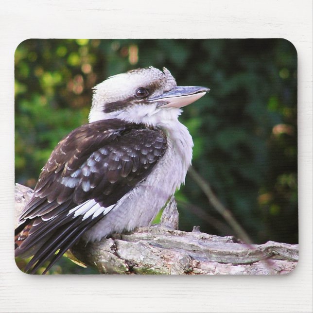 Kookaburra Mousepad (Frente)