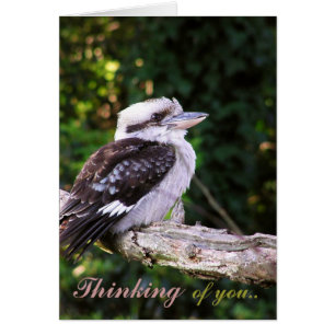 Kookaburra Pensamentos. Cartão