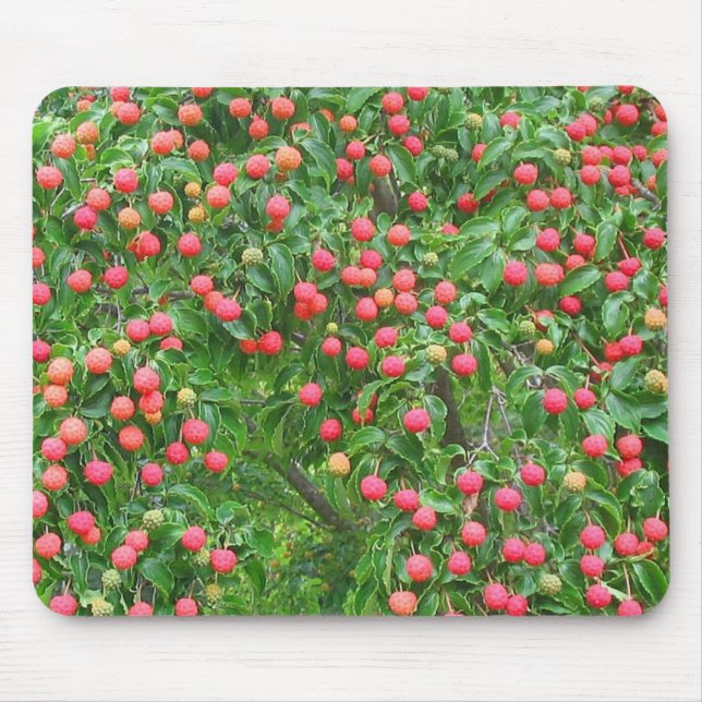 Kousa Dogwood Mousepad (Frente)