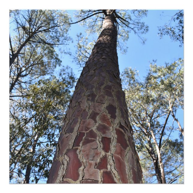 La Gerche Ponderosa Pine Fotografia Alargamento (Frente)