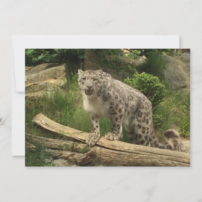 La panthère (Frente)