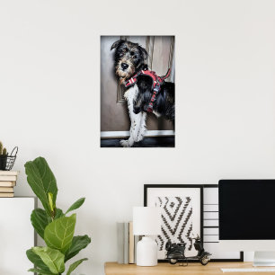 Labradoodle Puppy indo para Walk Poster