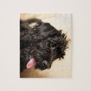 Labradoodle quebra-cabeça