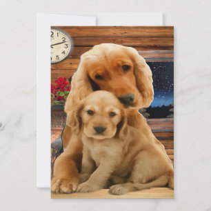 Labrador