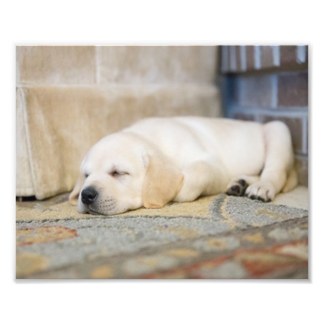 Labrador Amarelo - Impressão de Fotografia Puppy (Frente)