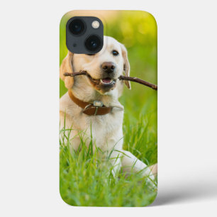 Labrador Amarelo Reproduz Busca Com Stick