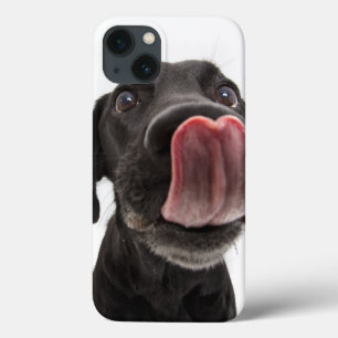 Labrador Negro A Soltar O Nariz