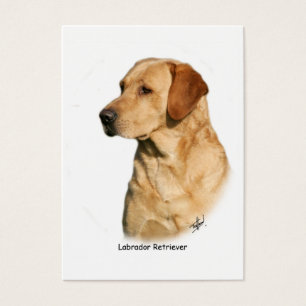 Labrador retriever amarelo