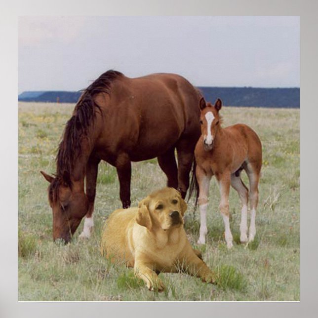 Labrador Retriever Com Poster de Cavalos (Frente)