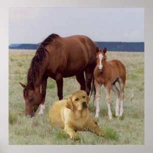 Labrador retriever com poster dos cavalos