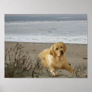 Labrador retriever no poster da praia