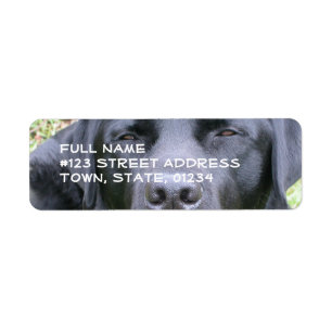 Labrador retriever preto que envia a etiqueta