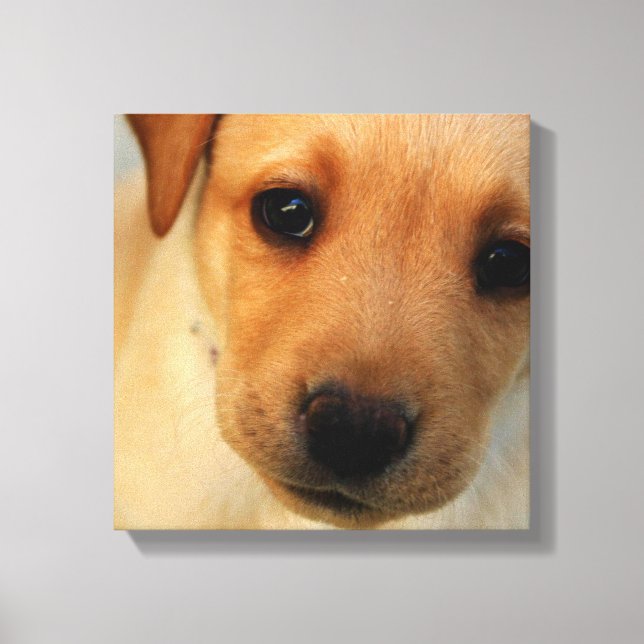 Labrador Retriever Puppy Canvas (Frente)