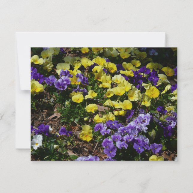 Lado da colina de Panteras Roxas e Amarelas (Frente)