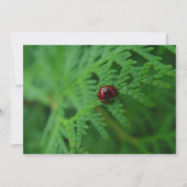 Lady Bug Em Um Mar Verde - Cartão De Saudação Simp