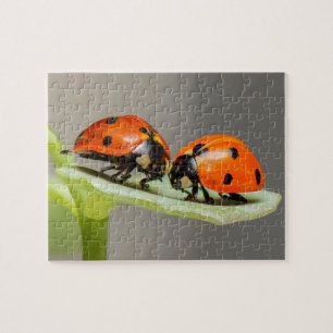 Lady Bugs Jigsee Quebra-cabeça
