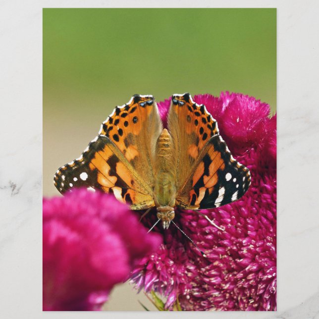 Lady Butterfly Pintada (Frente)