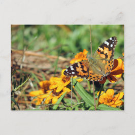 Lady Butterfly pintada no cartão postal da Zinnia