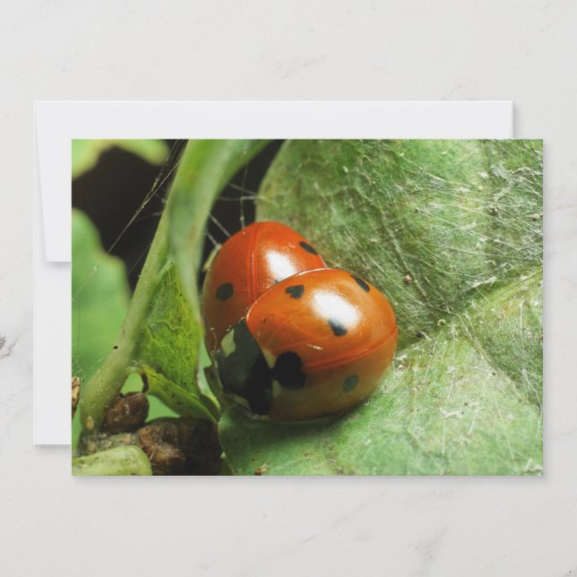 Ladybird (Frente)
