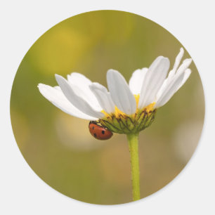 Ladybird com autocolante Oxeye Daisy Round