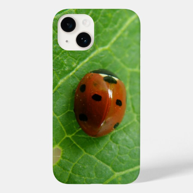 Ladybug (Verso)