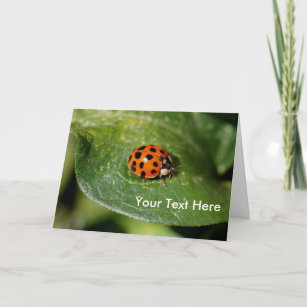Ladybug Aproxima o Cartão com fotos Natureza