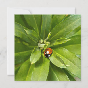 Ladybug em Flores