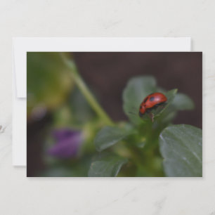 Ladybug em Flores