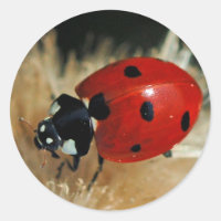 Ladybug - Etiqueta de Beetles