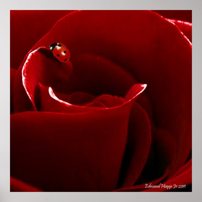 Ladybug Love Poster (Frente)