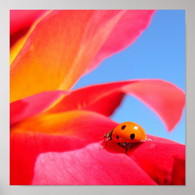 Ladybug na Rosa Poster (Frente)
