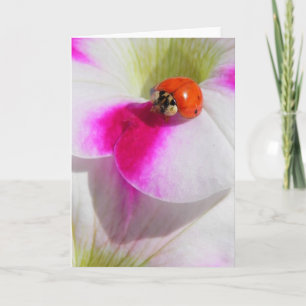Ladybug no Cartão de Saudação de Petunia