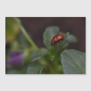 Ladybug no Cartão Magnético Flores