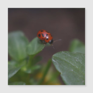 Ladybug no Cartão Magnético Flores