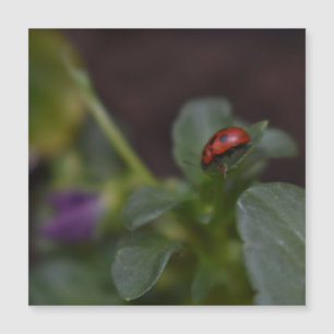 Ladybug no Cartão Magnético Flores