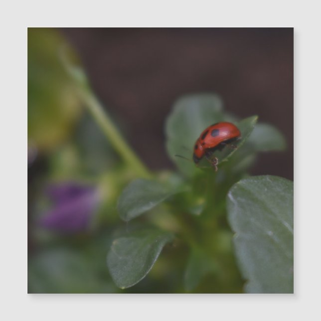 Ladybug no Cartão Magnético Flores (Frente)