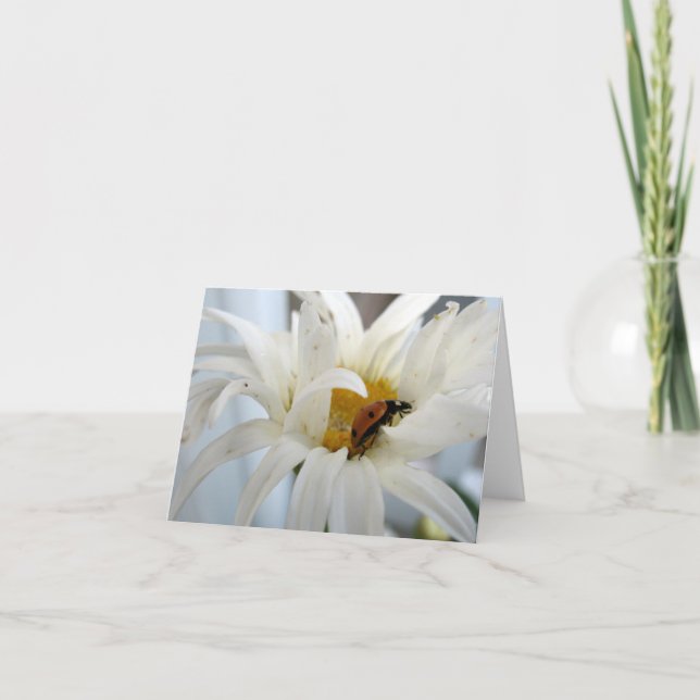 Ladybug num cartão de nota de vazio Daisy (Frente)