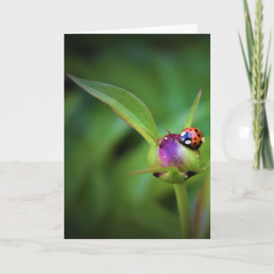 Ladybug On Peony, cartão