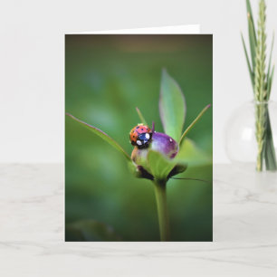 Ladybug On Peony, cartão