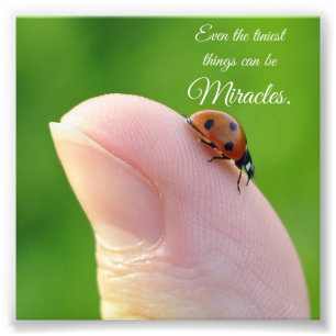 Ladybug Tiny Miracle Cote Impressão de Foto Quadra